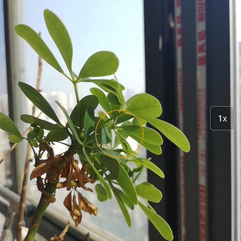 华为手机专业相机拍照技巧 华为手机专业相机拍照技巧