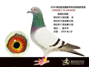 跟着成都王老师摄影，开启信鸽摄影培训奇妙之旅