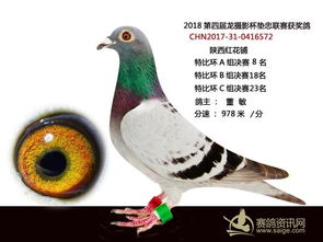跟着成都王老师摄影，开启信鸽摄影培训奇妙之旅