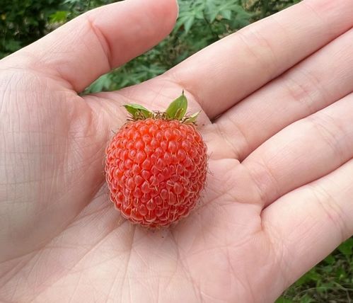 跟着成都树莓教育，玩转手机摄影，定格生活小美好