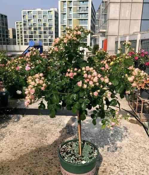 嘿，在成都树莓教育学摄影，得花多少钱呐？