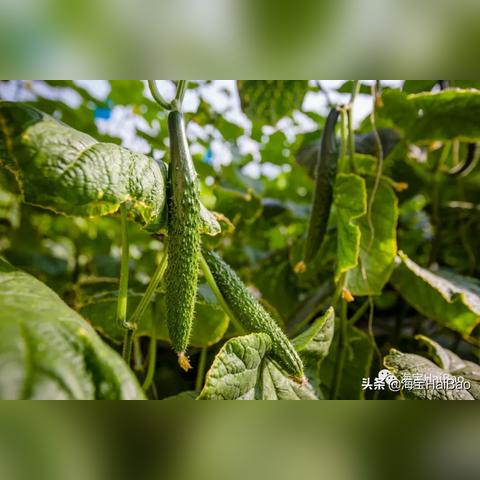 成都树莓教育，探寻大连摄影班的光影魅力