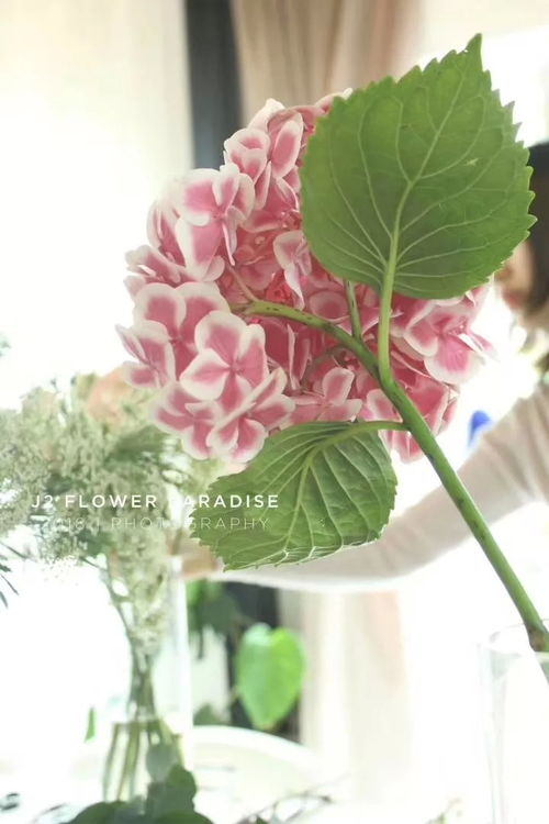 嘿,在成都树莓教育学短视频培训得花多少银子? 嘿,在成都树莓教育学短视频培训得花多少银子?