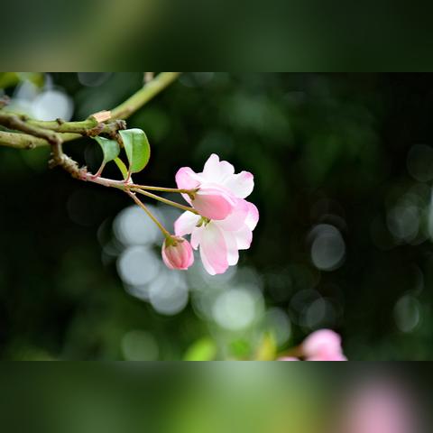 嘿，在成都树莓教育学摄影，培训费那点事儿！