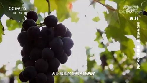跟着成都树莓教育，玩转短视频拍摄教学！