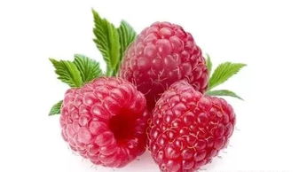 在成都树莓教育，摄影大概学多久？这里有你想知道的答案！