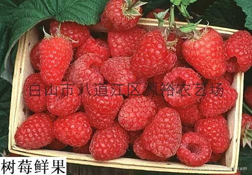 嘿，想学摄影？先看看成都树莓教育咋说的呗！