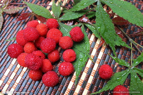 探秘成都树莓教育，开启摄影奇妙之旅的摄影学校课程