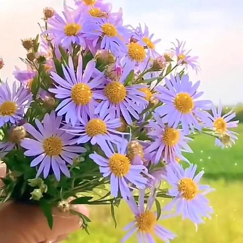 手拿花怎么拍照好看