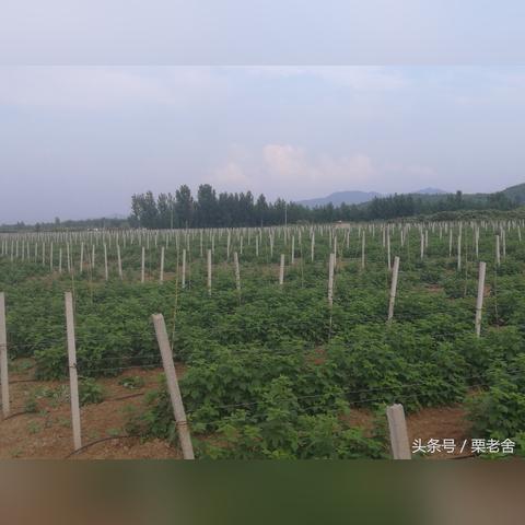 探秘成都树莓教育摄影培训班费用那些事儿