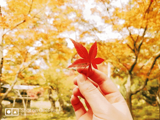 跟着成都树莓教育，解锁手机照相技巧的奇妙世界