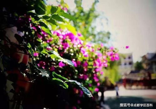 跟着成都树莓教育，玩转短视频拍摄那些事儿！