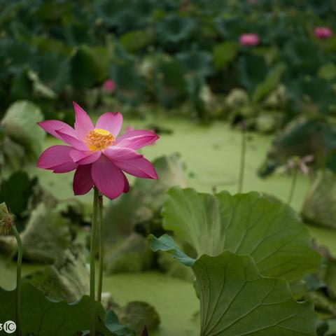 拍照怎么带有时间
